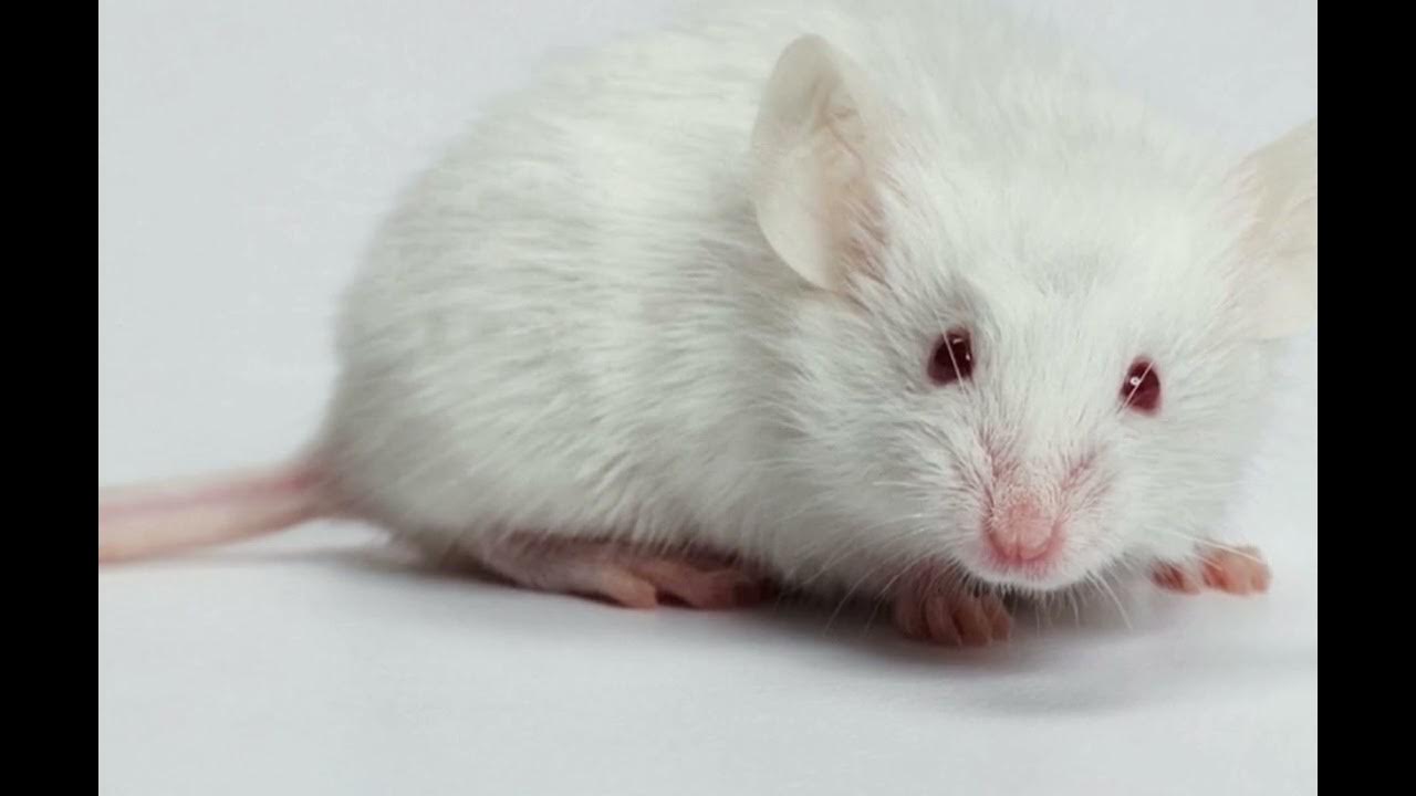 Oriq eshak bilan katta sik Porno sargish katta kokrak