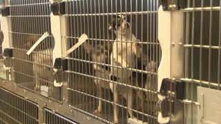 82 dogs seized in Lauderdale County are considered ‘live evidence'