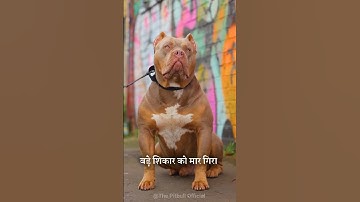 Pitbull Vs Alabai Dog 🐶 #shorts #viral #short