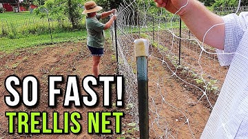 The BEST TRELLIS we