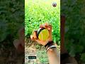 Leg spin ball 🤯🤯🤯 #shorts​ #cricket​ #cricketlover​ #bowling​ #ipl​ #ytshorts​