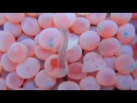 Salmon Eggs Hatching at Seymour Hatchery (with intro) 