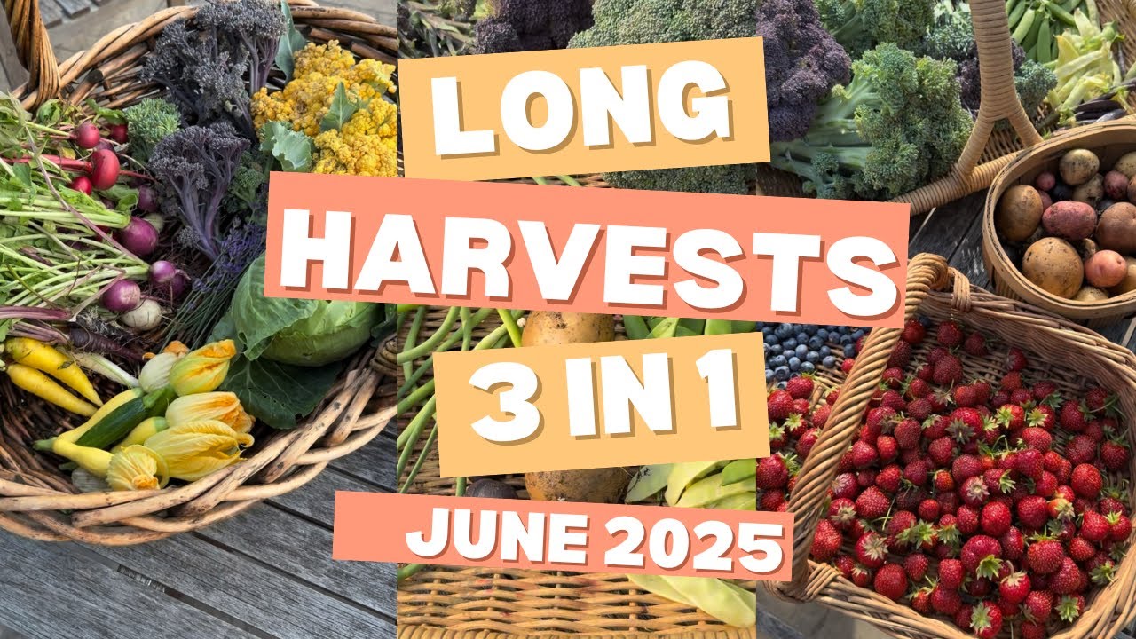 Урожай июня: 3 в 1 из моего сада! Выращивайте свою собственную еду!