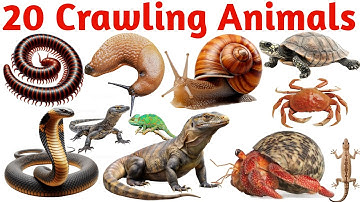 Crawling Animals Name for Kids | Learn 20 Crawling Animals in English