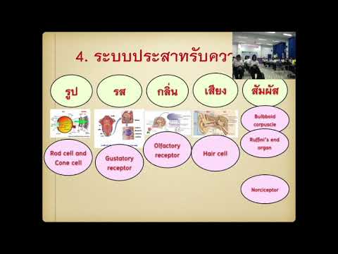 Anatomy Nervous System ระบบประสาทรับความรู้สึก