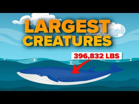 What Are the LARGEST Creatures That Exist RIGHT NOW?