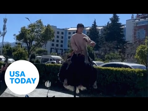 Ostrich gives a girl a special ride to school in China | USA TODAY