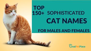Top 150+ Sophisticated Cat Names for Males and Females
