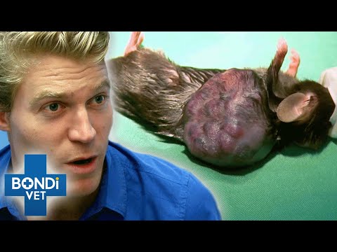 Video: Čo veterinári premýšľať o svoje ťažké Pet