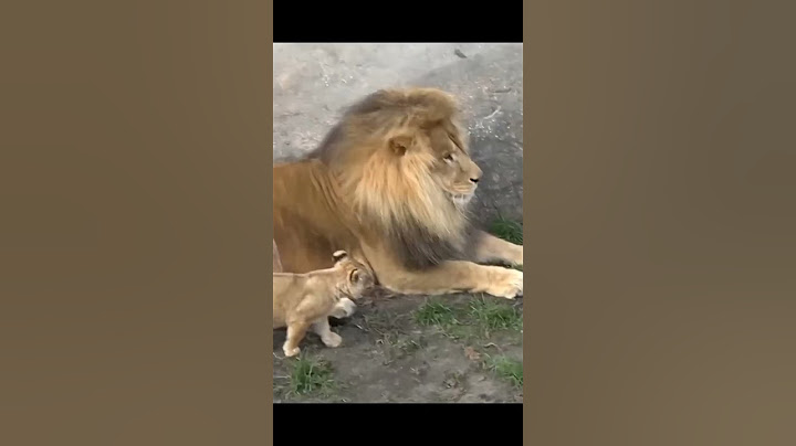 Funny Father of Lion Cub 🤣 | Nouman Hassan |