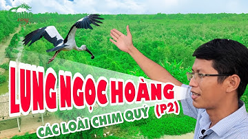 Cực Đẹp Vườn Chim Lung Ngọc Hoàng P2 || Cần Thơ Vlog