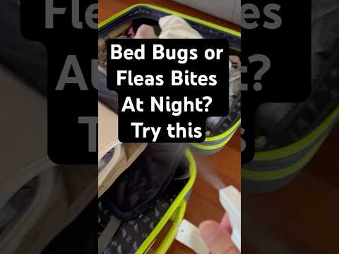 Bedbugs Fleas In Clothes Luggage Try This