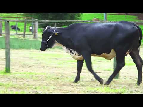 LOTE 168   FABIANA FIV DOMINGUEZ SANTA LUZIA   1622CL