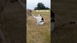 Cats and Their Funny Animal Friends 😂 #funny #cat #funnycatsvideos