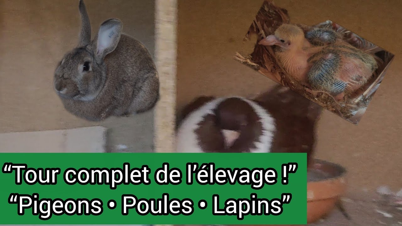 Tour complet de mon élevage 🐦 Pigeons Strasser, Poules de Gournay & Lapins Normands