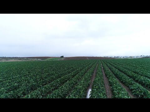 וִידֵאוֹ: טכנולוגיה חקלאית של גידולי פירות וגרגרים ופרחים באזור לנינגרד
