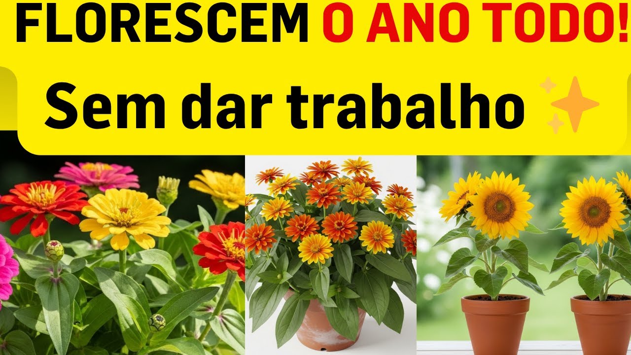 3 Plantas Floridas FÁCEIS de Cuidar Que Enchem Sua Casa de CORES e Boas Energias