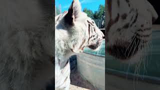 White Tiger Jump Scare