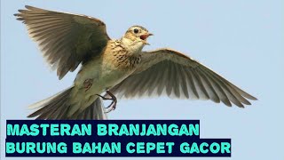 Suara Skylark | Masteran Burung Branjangan (Tanpa Iklan). Disertai dengan Foto, Video yang Menarik