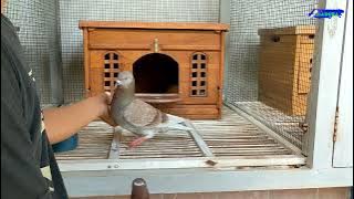 KLATEN TEAM BEAR CAGE REMOVAL