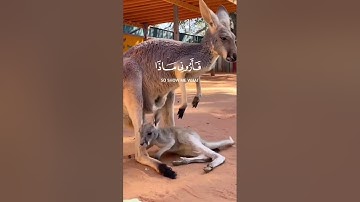 هذا خلق الله | سورة لقمان - الآية 11- القارئ🌹❤️