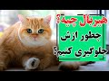 هیربال یا گلوله مویی چیه چطور میشه از تولیدش جلوگیری کرد هیربال یا گلوله مویی چیه چطور میشه از تولیدش جلوگیری کرد