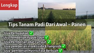 Cara Menanam padi Dari awal hingga panen Lengkap dengan pemupukan