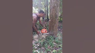 cutting down towering mango trees!!stihl 070