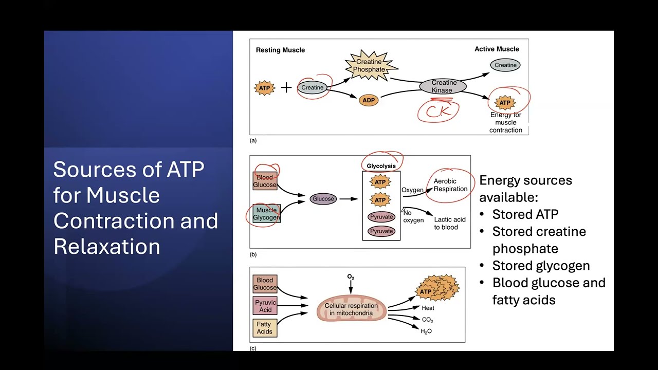 What Is Atp In Muscle Contraction
