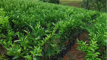 Como fazer uma plantação de limão Taiti?