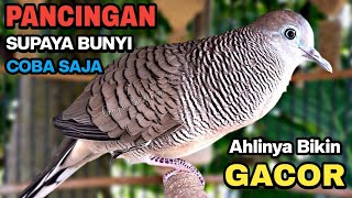 Perkutut Lokal Gacor Suara Besar Pancingan Burung Perkutut Agar Cepat Bunyi.