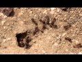 Large ants busily at work after a storm