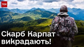 🌲 Карпати заполонили браконьєри! Який скарб вони там шукають?