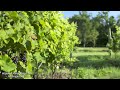 Hopewell Valley Vineyards - 4K Video with Early Morning Nature Sounds - Ambient Landscapes