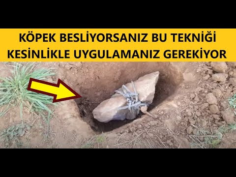 Video: Bir Köpek Bere Nasıl Bağlanır