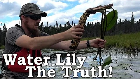 The Truth About Water Lily Root As Survival Food