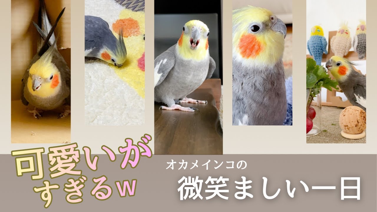 どこを切り取っても可愛いオカメインコこはくの一日