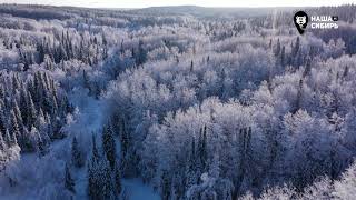Наша Сибирь 4К: Зима в лесу