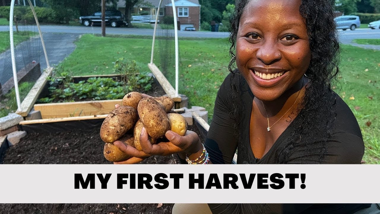 [3 MONTH UPDATE] DIY Budget Friendly Raised Garden Bed Vlog YouTube