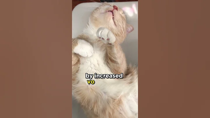 When a Cat is in Heat #cats