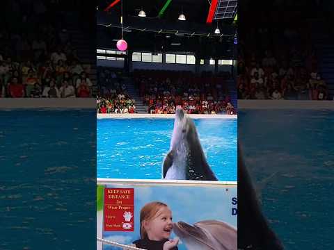 Dolphin Show Dubai 👌👌 #dubaidolphinarium #dolphinshow #Dubai #dolphinarium
