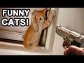 أفضل فيديو مضحك عن القطط 🤣 - قطط مضحكة جدا - أتحداك أن لا تضحك 2020 - Best Funny Cats 2020