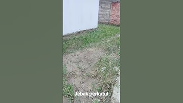 Jebak Perkutut Pakai Pulut lidi Di Sebelah rumah #pikatburungmania #perkutut  #pikatanburung