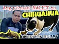 AMERICAN BULLY MEETS THE TINY TEACUP CHIHUAHUA | SAILORMOON | SAM WALASTIK