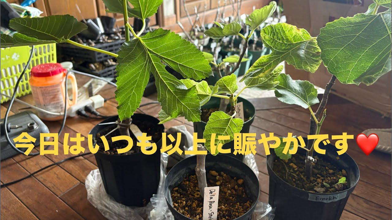 341 Today is a lively day ❤️ #fig #fig cultivation #fig planting