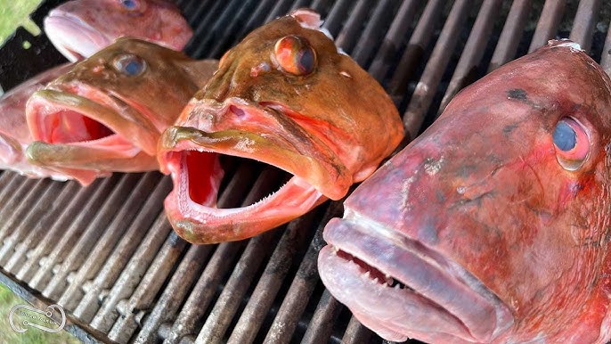 HOW TO GET HEAD MEAT OUT OF GROUPER AND SNAPPER PLUS COLLAR MEAT