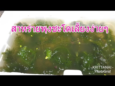สุขใจอยู่กับสวน#19:สาหร่ายพุงชะโด เปลี่ยนย้ายที่เลี้ยงใหม่ใหญ่กว่าเดิม