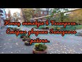 Конец октября в Таганроге. Дворики Западного района//The end of October in Taganrog