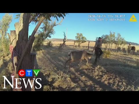 Caught on cam: Entangled deer charges at wildlife officer