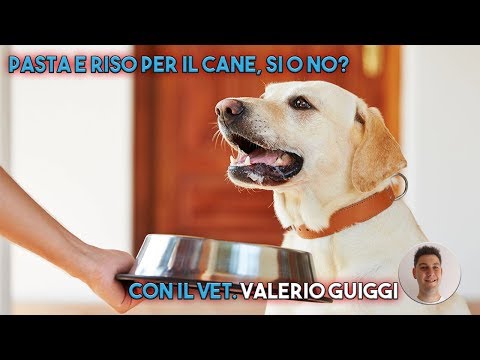 Video: Cani Diversi Hanno Bisogno Di Fibre Nutrizionali Diverse